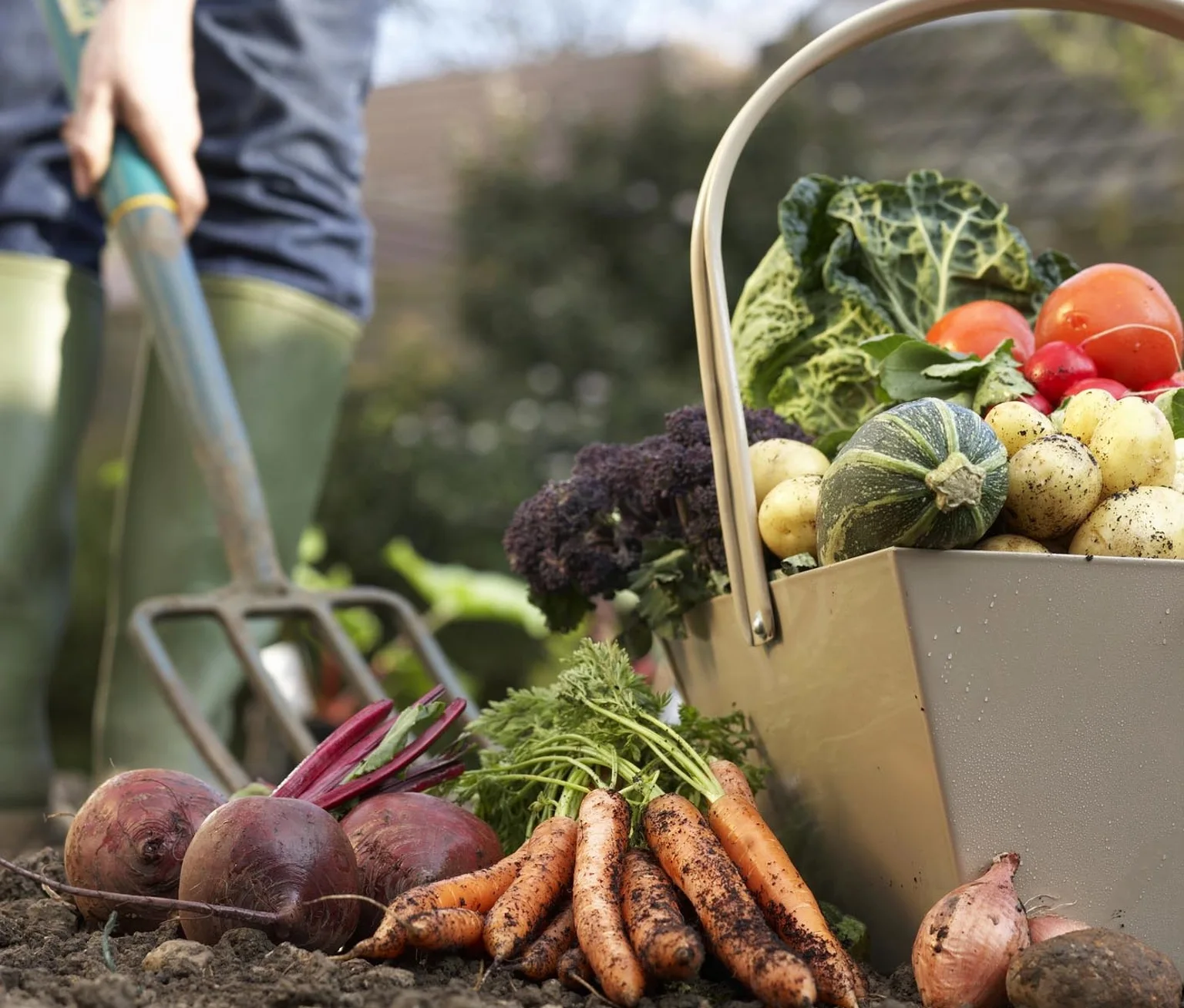 Backyard Money Saver: A Guide to Growing Your Own Food