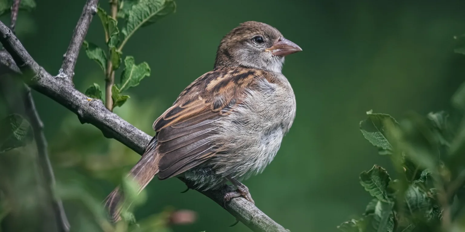A Guide to Birding on a Budget