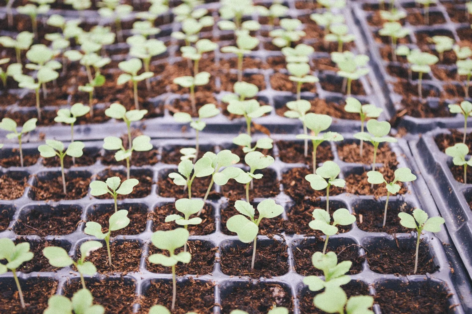 Gardening Tips For Kids