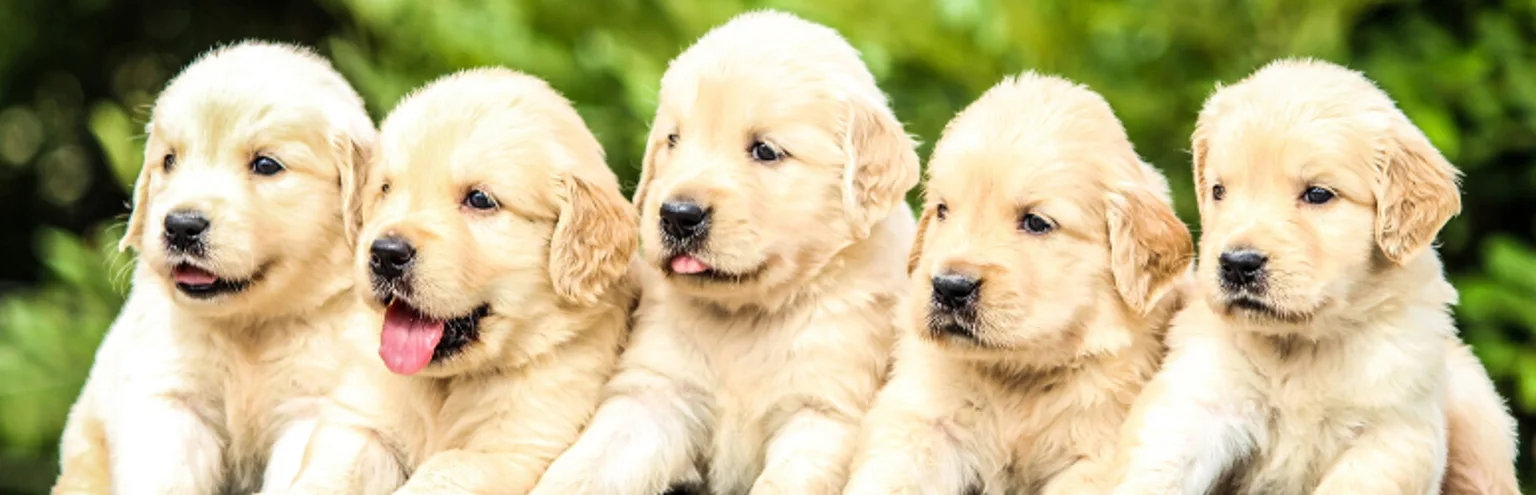 Ultimate Pet Owner Savings Guide: 21 Ways to Save as a Pet Owner